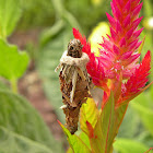 Bagworm Moth larva