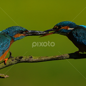 Kingfishers by Bob Rawlinson - Animals Birds