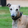 Whippet Puzzle
