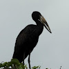 African Open-billed Stork