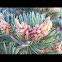 Colorado Pinyon pine