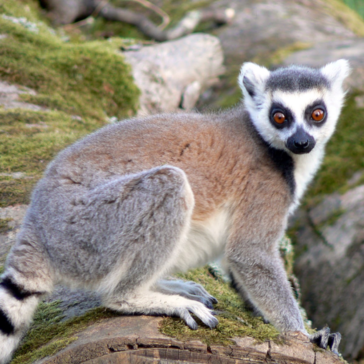 Ring Tailed Lemur