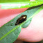 Solanum leaf flea beetle