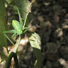 Greater angle-wing katydid juvenile