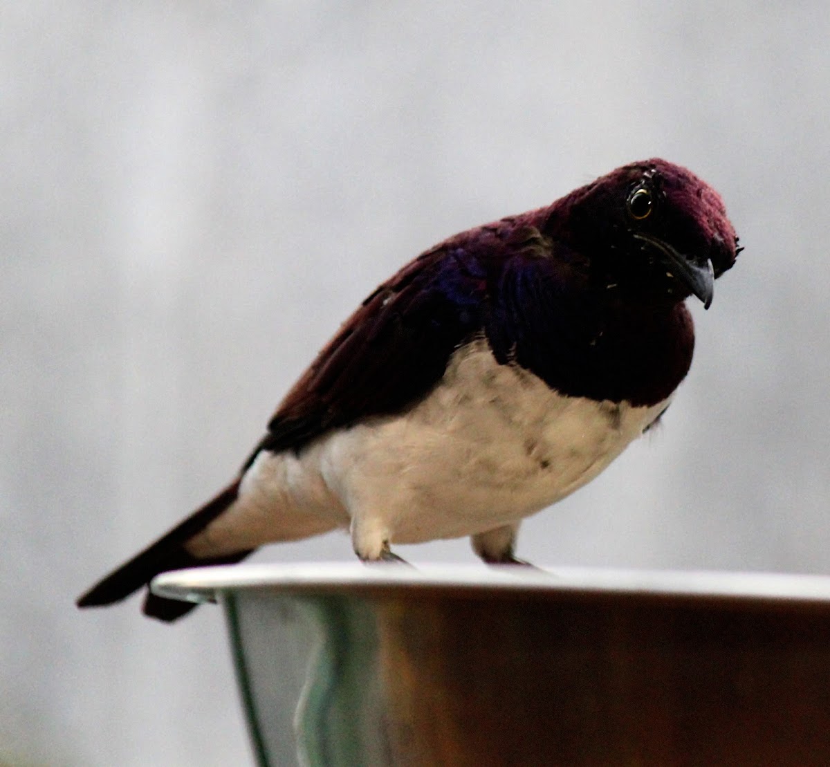 Violet-backed Starling,Plum-coloured Starling or Amethyst Starling