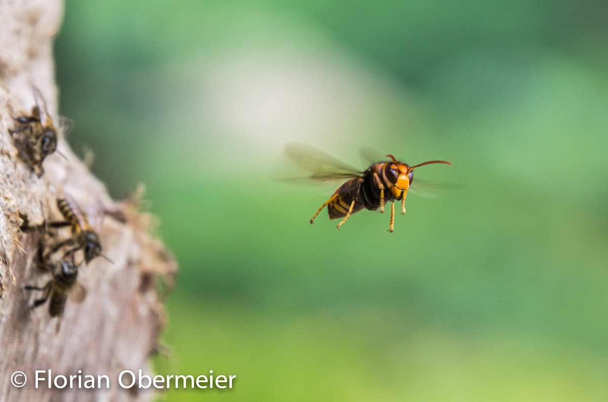 Asian predatory wasp