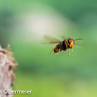 Asian predatory wasp