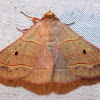 Red-lined Panopoda