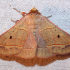 Red-lined Panopoda
