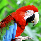 red-green macau