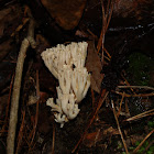 Crown - tipped Coral Fungus