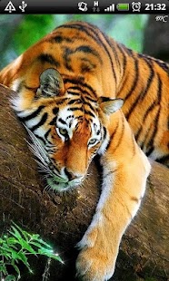 Bengal Tiger Live Wallpaper Screenshots 3