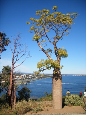 Perth 037