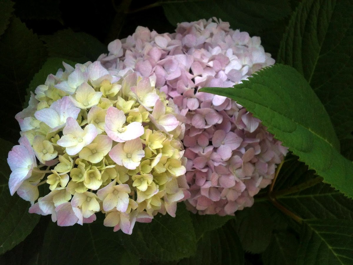 Endless Summer Hydrangea