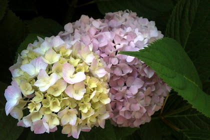 hydrangea flower meaning in telugu