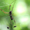 Golden Orb-Web Spider; Fly