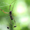 Golden Orb-Web Spider; Fly