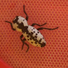 Super Beetle/ironclad beetle