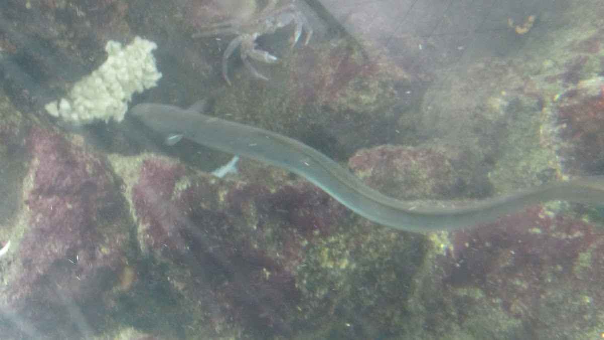 Anguia (gl), Anguila europea (es), European eel (uk)