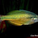 Boeseman's Rainbowfish