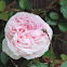 Clotidle Soupert Rose