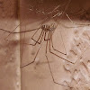 Araña (Spider)