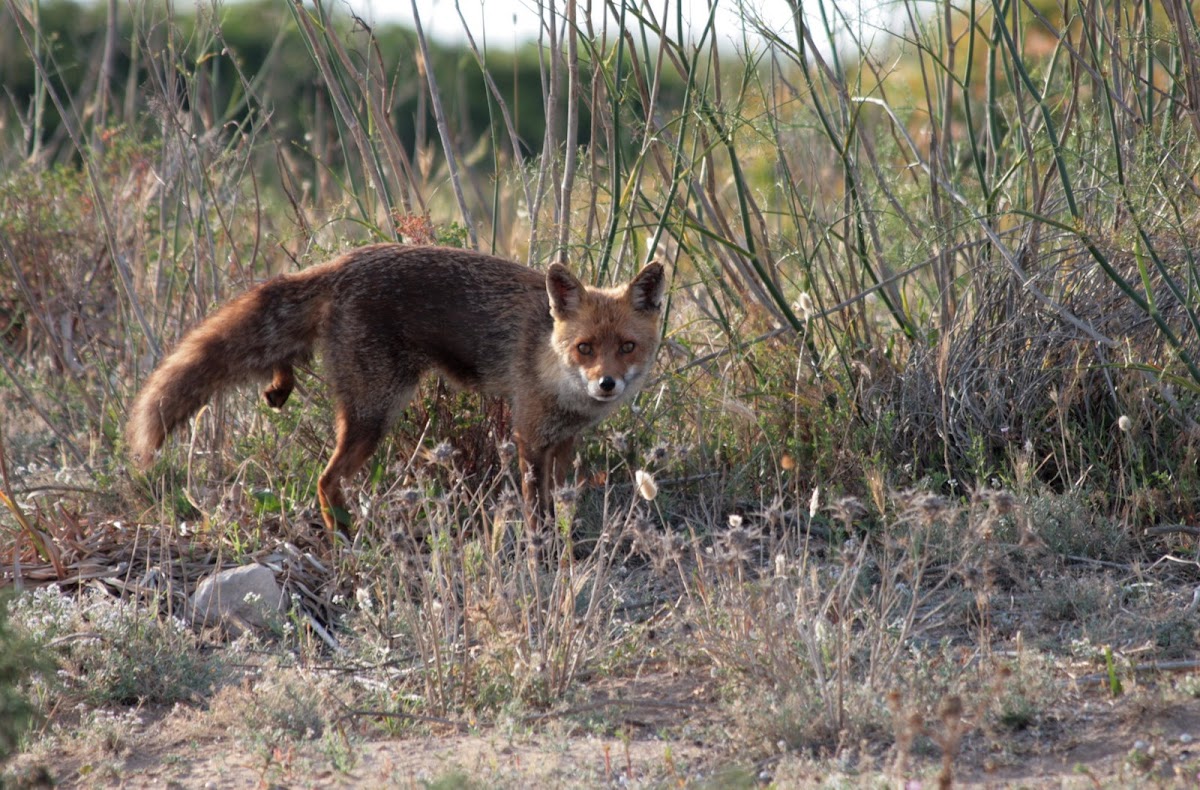 Sardinian Fox