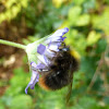 Red Tailed Bumblebee / Bumbar ♂