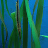 Striped Shrimpfish