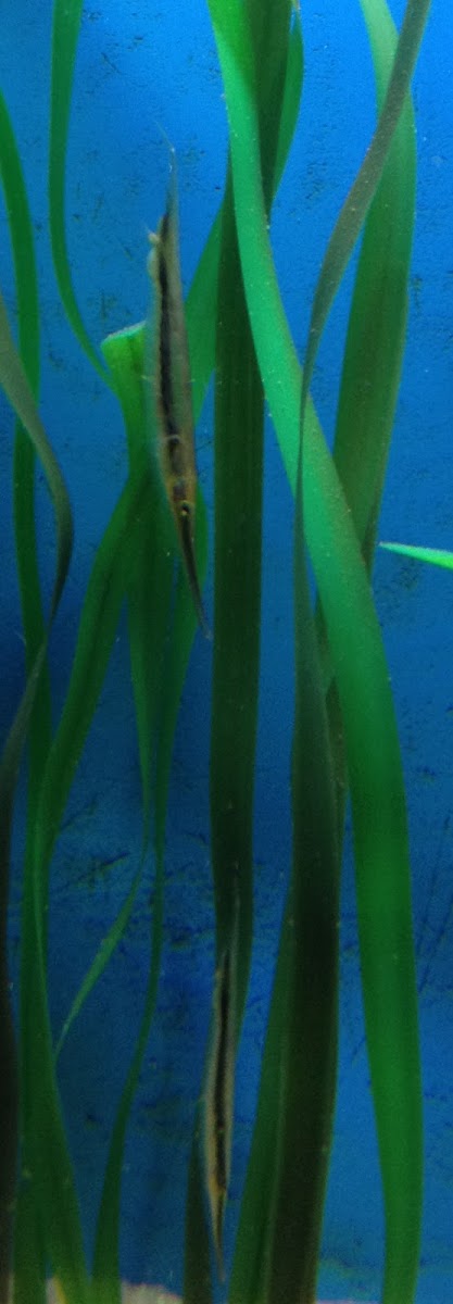 Striped Shrimpfish