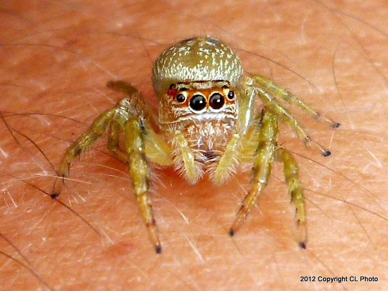 Cyclops Jumping spider