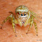 Cyclops Jumping spider