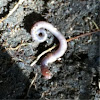 common earthworm