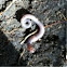common earthworm