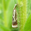 Elegant Grass-Veneer Moth
