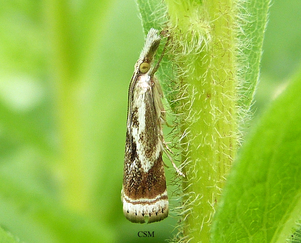 Elegant Grass-Veneer Moth