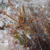 Yellowline Arrow Crab(Spider crab)