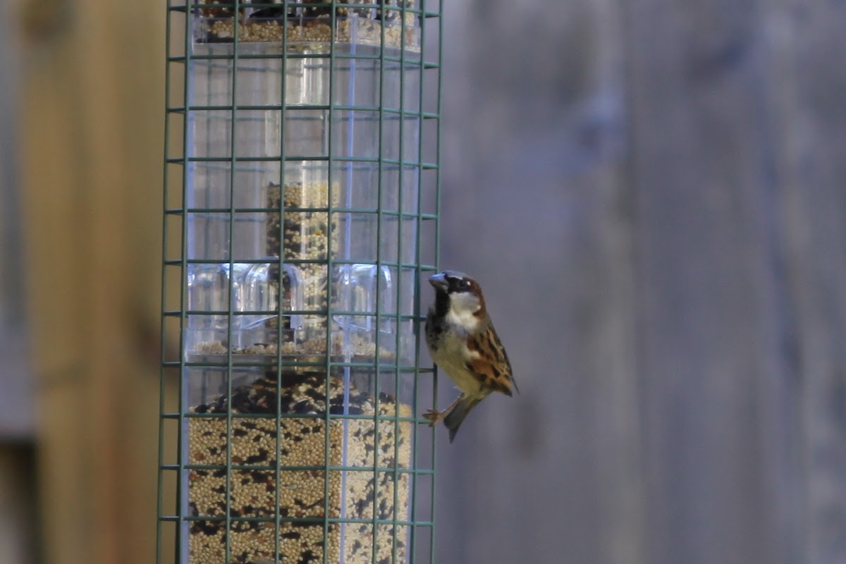 House Sparrow (Old World Sparrow)