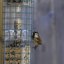 House Sparrow (Old World Sparrow)