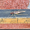 Two-spotted tree cricket