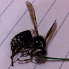 Bald-faced Hornet