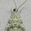 Cabbage Webworm Moth