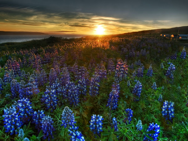 por-do-sol-no-campo-florido_1228_1600x12