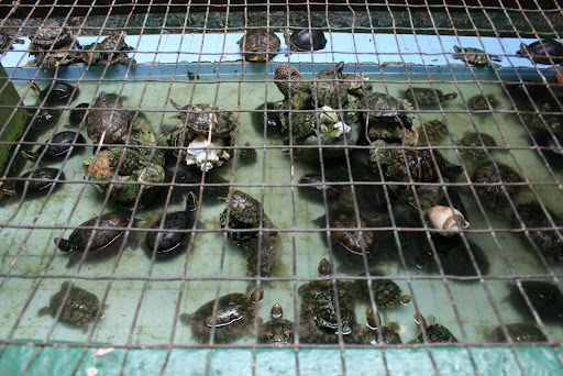 Tortues du Temple chinois