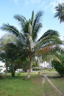 Palmiers sur le chemin