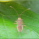 Horned Coreid Bug