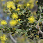 Acacia rotundifolia