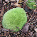Pincushion Moss