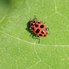 spotted lady beetle