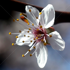 by Randy Young - Flowers Tree Blossoms